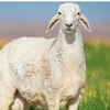 sheep_599