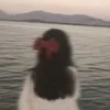swsw.m