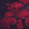 abmayfieldroses
