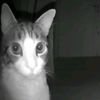 shaini_003