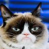 grumpycat8000