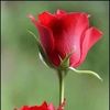 buttar.floy.floy