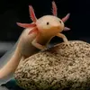 axolotis.az