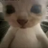 sau_iu0