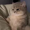 tradautay1