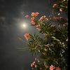 maray_71