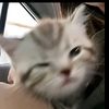 peachless_zhraa