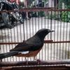 wongbudd8