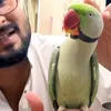 Gaana Gaane Wala Tota