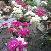 minigarden._
