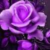 nooraomar22