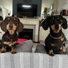 SausageSiblings