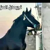 وذنان✅