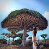 heart_of_socotra