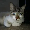 www.tiktok.lais.linda
