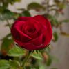 mohd.ali9262