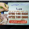 mreshkfroshewrya