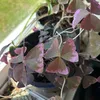 noveltyhouseplants