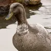 duck_king_4