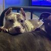 shelia_pitbullmom