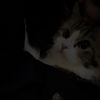 meooj3
