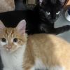 furymoonandgoldenpaws