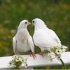 sidan4426