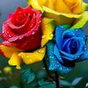 alihas.raut.gadi