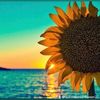 sunshinesunflower27