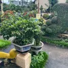 binhnc56