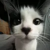 dashulyaa38