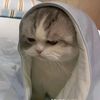 king.catst