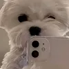 elmo_hello