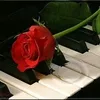 ghadir.kanawati
