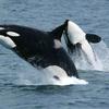 I love orcas♡♡♡