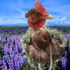 🐓Курочки_TV🐣!