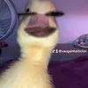 xaugainhattictoc