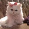 katya.sss.505