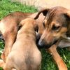 jessedogsloveanimals