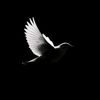 user38050998800552