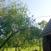 ninica3699