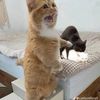 mycatandmommybl