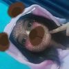 momi.pb