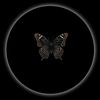 tasnim_zara702