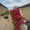 eljardineropelon7
