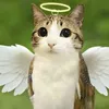 chipbong.thch.mc