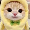 yunn_zx