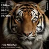 tiger.vu80