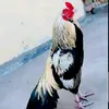 rajatabraiz4