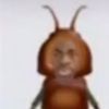 agnecoconut